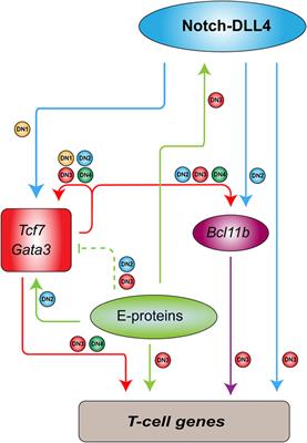 Leukemia-Initiating Cells in T-Cell Acute Lymphoblastic Leukemia